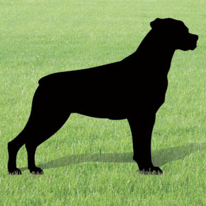Rottweiler Shadow