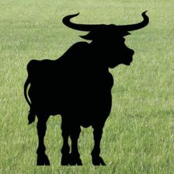 Long Horn Bull