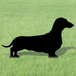 Dachshund