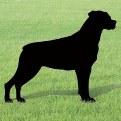 Rottweiler Shadow