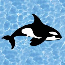 Orca