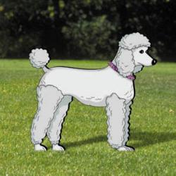 Pups On Parade - Poodle