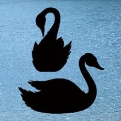 Swans